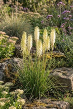 Kniphofia uvaria 'Little Maid'