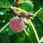 Ficus carica 'Little Miss Figgy'