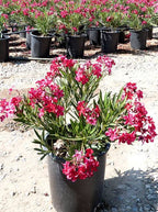 Nerium oleander 'Little Red'