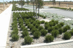 Dianella revoluta 'Little Rev'