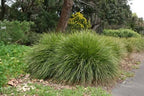 Lomandra confertifolia 'Lime Tuff'
