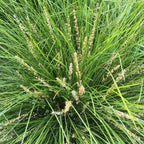 Lomandra longifolia 'Breeze'