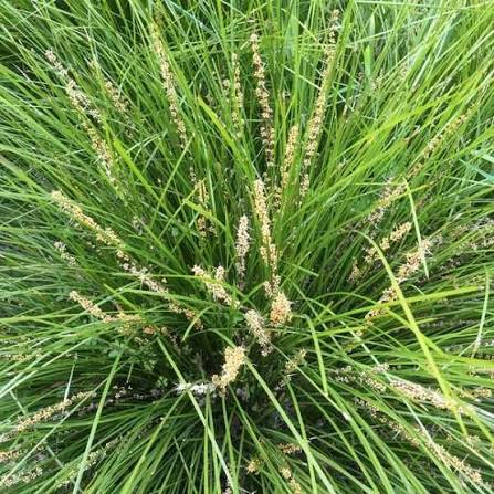 Lomandra longifolia 'Breeze'