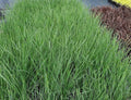 Lomandra longifolia 'Nyalla'