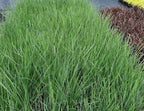 Lomandra longifolia 'Nyalla'