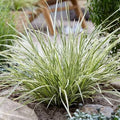 Lomandra longifolia 'Platinum Beauty'