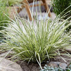 Lomandra longifolia 'Platinum Beauty'