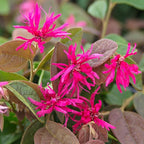 Loropetalum chinense 'Daybreak'