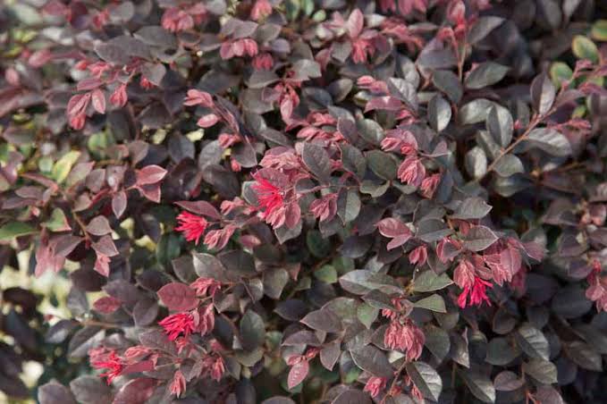 Loropetalum chinense 'Purple Daydream'