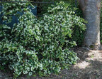 Loropetalum chinense (green-leaved form)