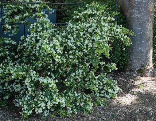 Loropetalum chinense (green-leaved form)