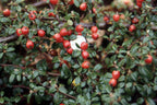 Cotoneaster dammeri 'Lowfast'