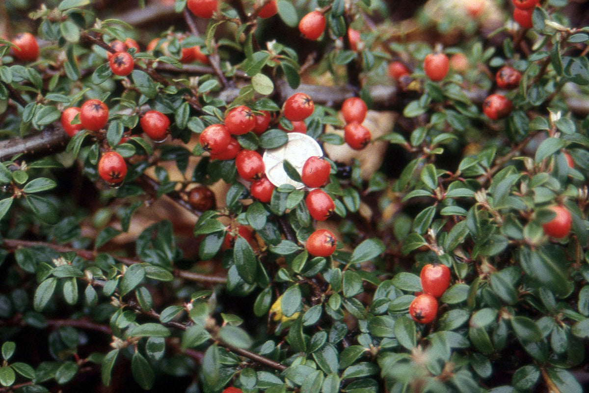 Cotoneaster dammeri 'Lowfast'