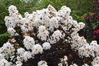 Lagerstroemia × 'Baillagone' ('Lunar Magic')