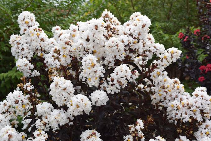 Lagerstroemia × 'Baillagone' ('Lunar Magic')