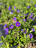 Lycianthes rantonnetii 'Royal Robe'