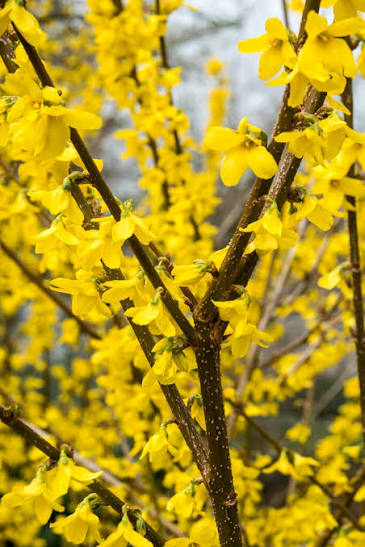 Forsythia × intermedia 'Lynwood Gold'