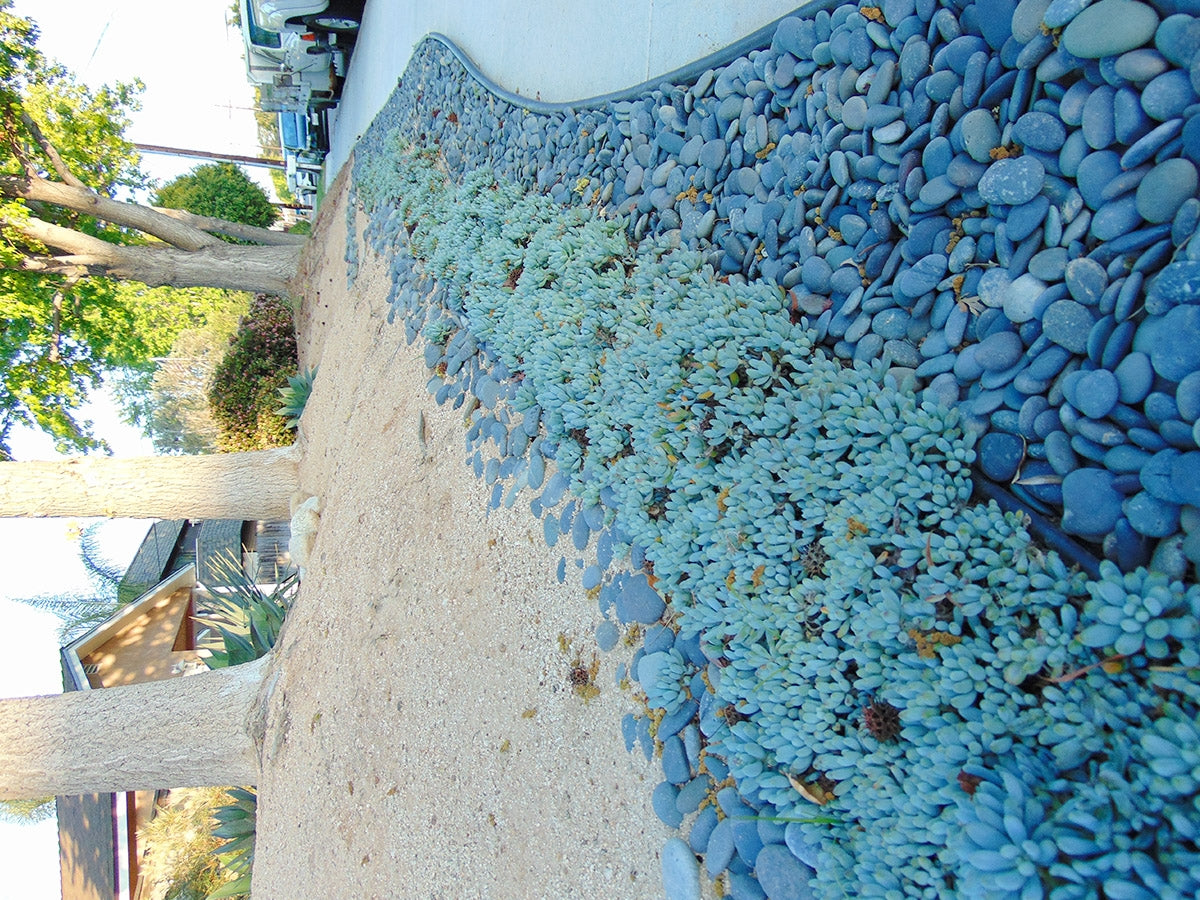 Black Mexican Beach Pebbles