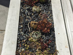 Mixed Colors Mexican Beach Pebbles