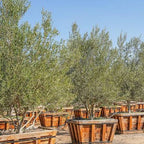 Olea europaea 'Magnificent' (multi-stem form)