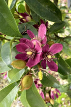 Magnolia 'Stellar Ruby'