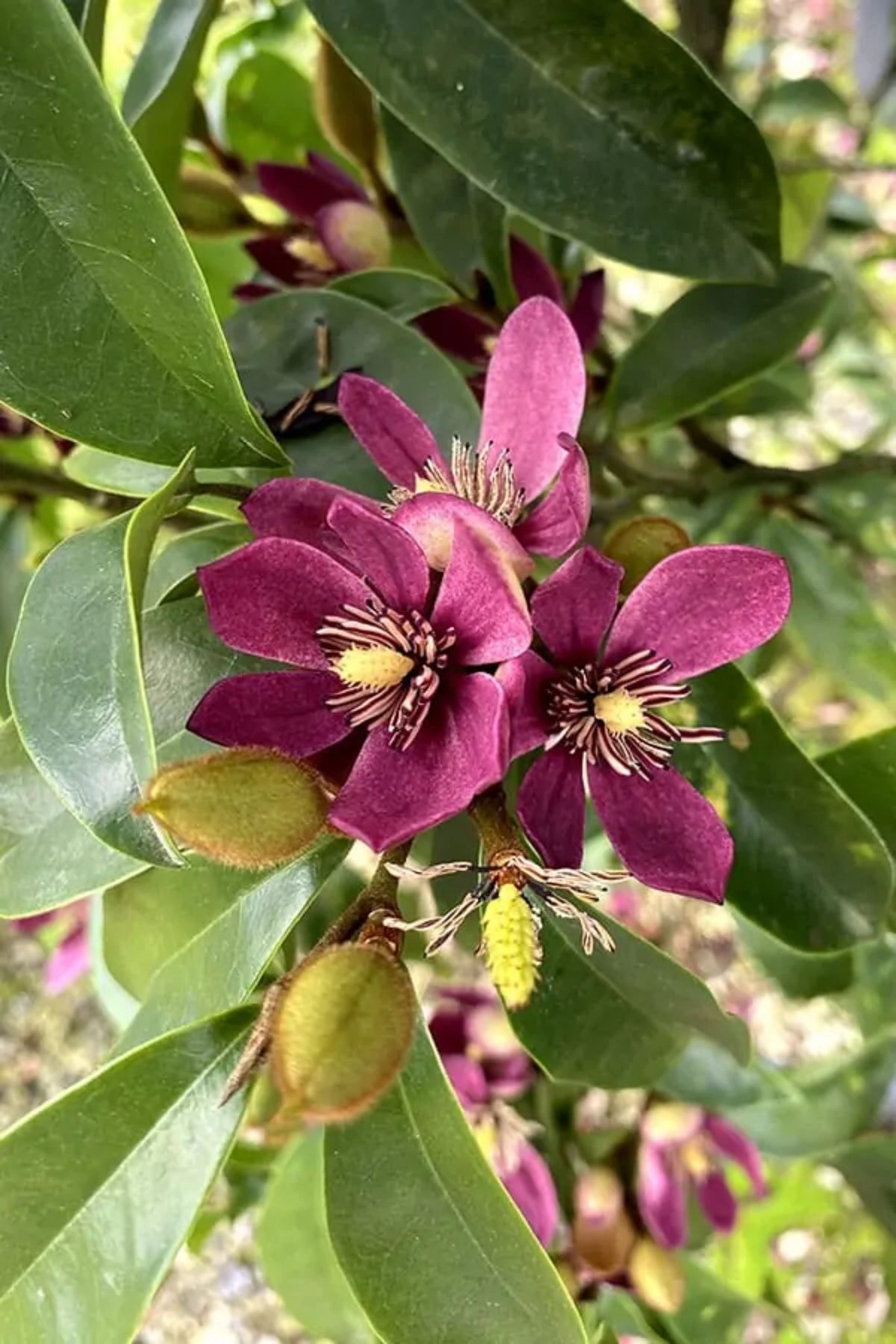 Magnolia 'Stellar Ruby'