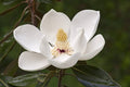 Magnolia grandiflora