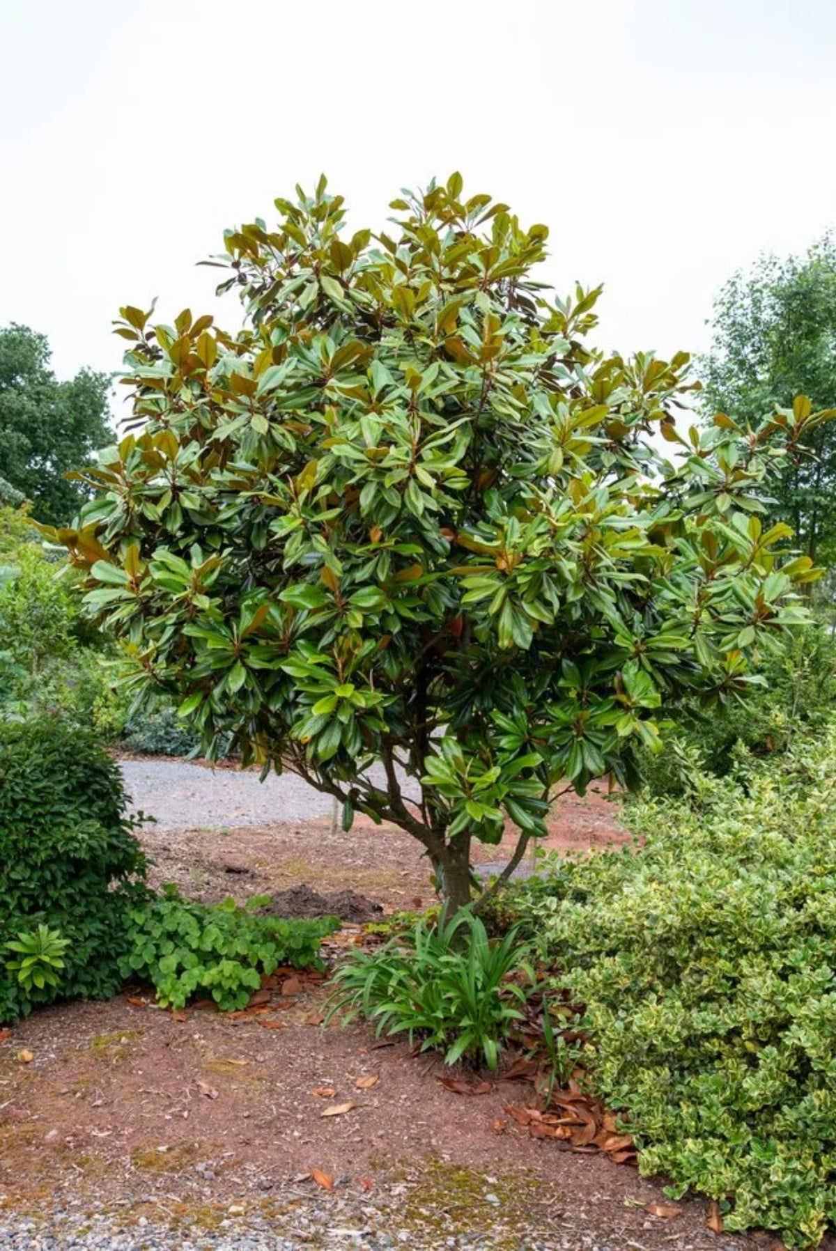 Magnolia grandiflora 'D.D. Blanchard'