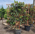 Magnolia grandiflora 'Little Gem' (espalier form)