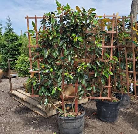 Magnolia grandiflora 'Little Gem' (espalier form)