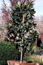 Magnolia grandiflora 'Magnificent Beauty'
