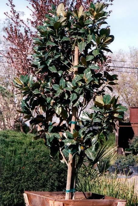 Magnolia grandiflora 'Magnificent Beauty'