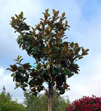 Magnolia grandiflora 'Samuel Sommer'