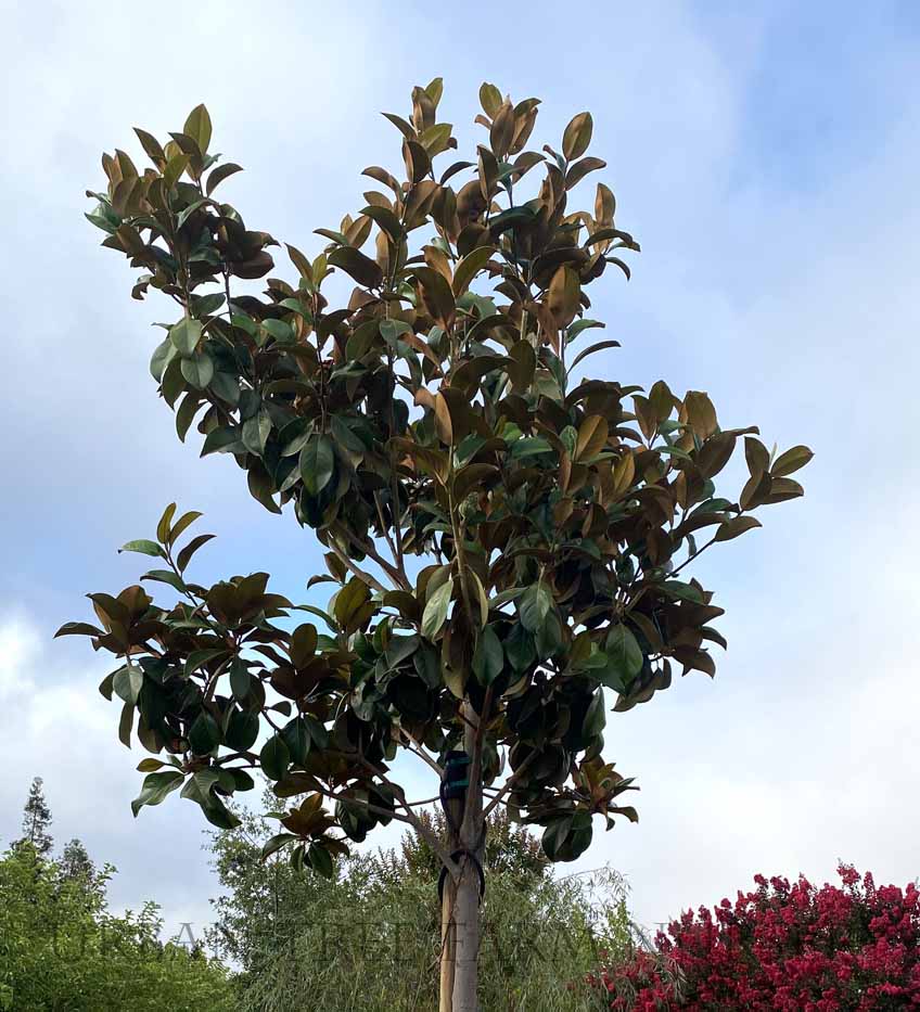 Magnolia grandiflora 'Samuel Sommer'