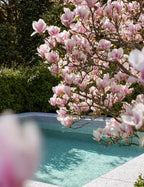 Magnolia × soulangeana