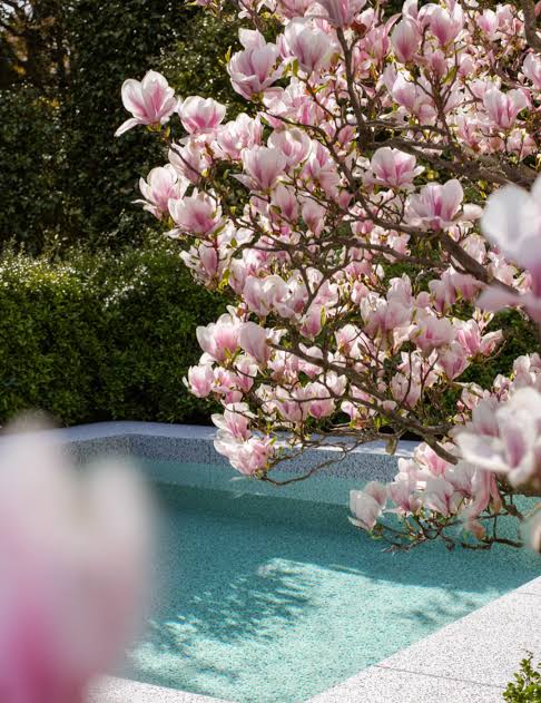 Magnolia × soulangeana