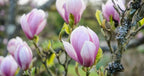 Magnolia × soulangeana 'Alexandrina'