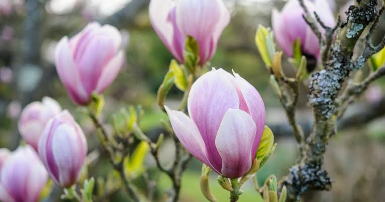 Magnolia × soulangeana 'Alexandrina'