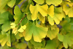 Ginkgo biloba 'Magyar'