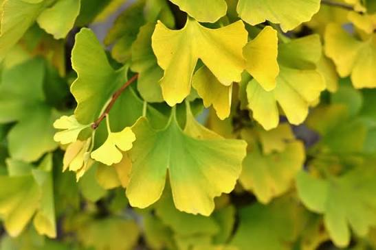 Ginkgo biloba 'Magyar'