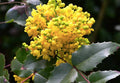 Mahonia aquifolium