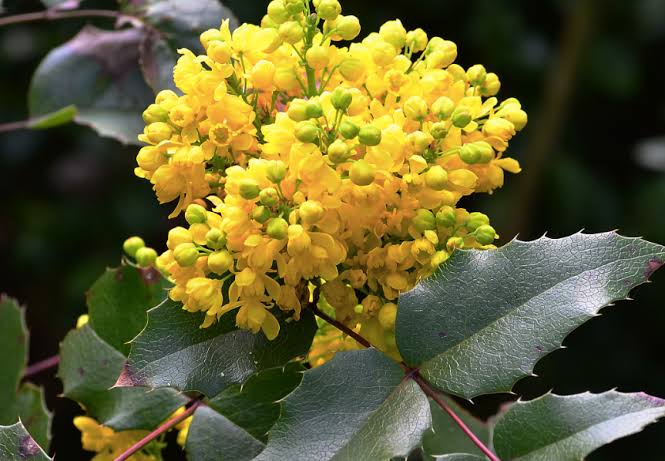 Mahonia aquifolium