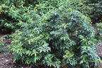 Mahonia aquifolium 'Compacta'