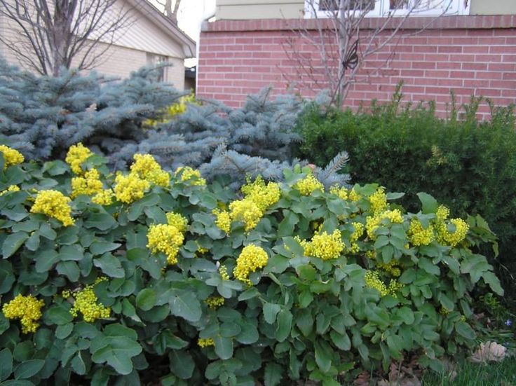 Mahonia repens