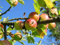 Malus domestica 'Anna'