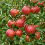 Malus domestica 'Braeburn'