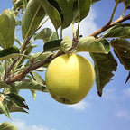 Malus domestica 'Dorsett Gold'