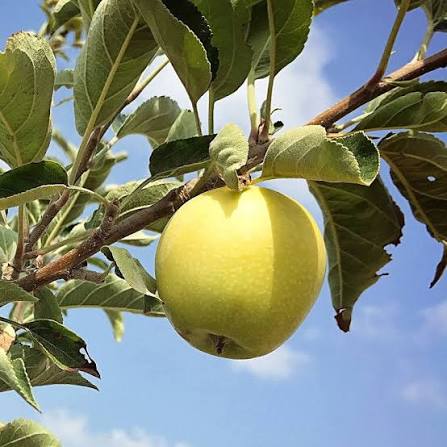 Malus domestica 'Dorsett Gold'