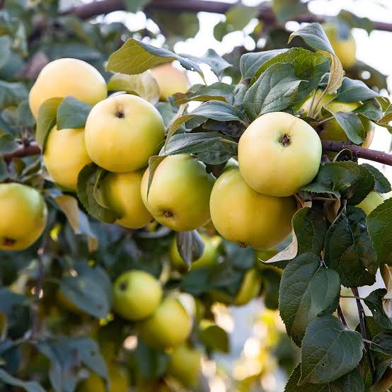 Malus domestica 'Ein Shemer' (ultra-dwarf form)