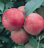 Malus domestica 'Fuji'